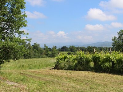 Grüner Garten des Grundstückes
